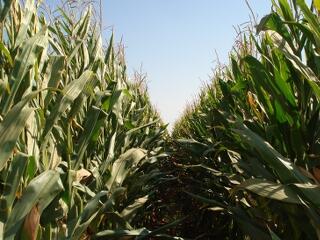 Káros a környezetre Obama bioüzemanyag-programja?