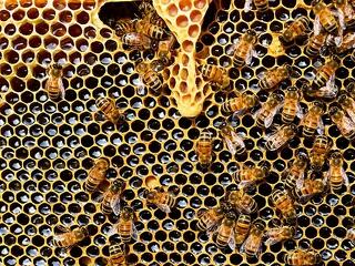 Elképesztő veszteségeket hozhat, hogy fogynak a méhek