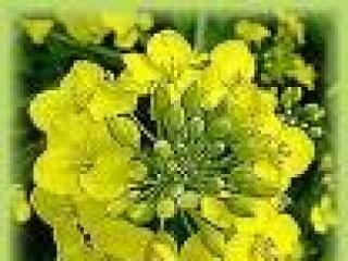 Zöld utat kapott a zöldüzlet