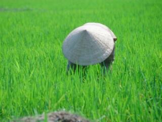 Jön a nagy rizskartell?