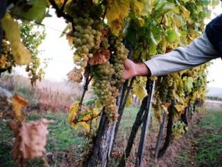 Kedvező jelzálog  termőföld vásárlóknak