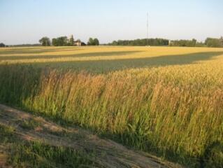 Támogatás fiatal gazdák termőföld-vásárlásához