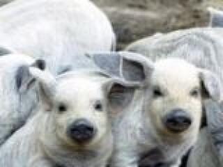 Gráf-látomás: harminc százalékkal több