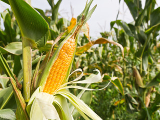 Remek az idei kukorica termés - betörtek a kínai feldolgozók