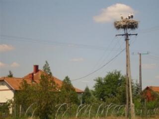 Egyedülálló madárvédelem Magyarországon
