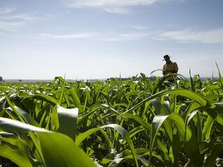 Uniós nem a génmódosított kukoricára