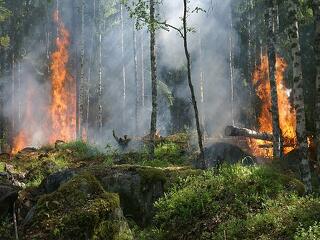 Nagyon szárazak az erdők: egy gyufa is katasztrófát okozhat