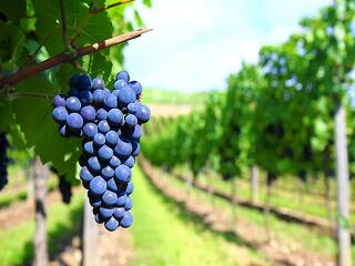 Április 1-jétől kérhető az új szőlőültetvények telepítési engedélye