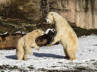 Nem csak a meleg, a mérgek is ölik a jegesmedvéket