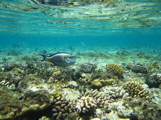 Kihalóban a korallok: nem fogják többé megkötni a szén-dioxidot
