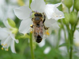 Az Európai Bizottság védené a méheket
