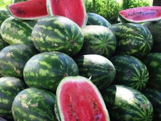 Jaj a dinnyéző neppereknek!