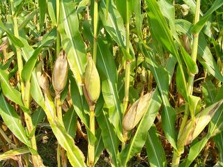Tápanyagszegény és toxikus a génkezelt kukorica