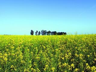 Válságálló a magyar agrárium