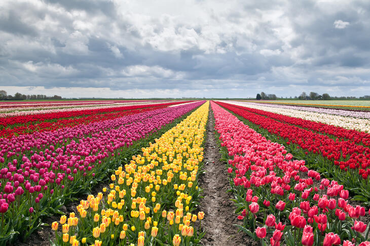 A tulipánok országa nem tart az atomenergiától (Fotó: depositphotos.com)