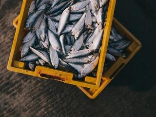 Marad a halászati tilalom a Balatonon