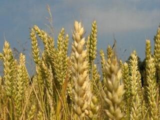 Fordított adózással az áfacsalók ellen