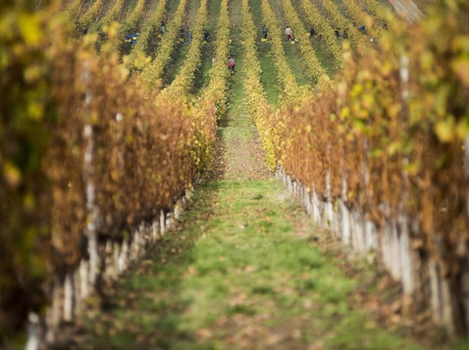 Elsősorban szőlősgazdáknak szól az ajánlat