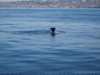 Zajosabb óceánok: beleőrülnek a delfinek és a bálnák?