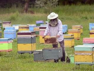 A méheknek is lesz világnapjuk