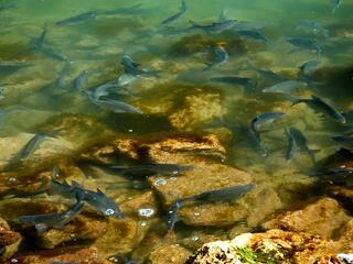 Ívnak a halak, sok és tiszta víz van a Balatonban