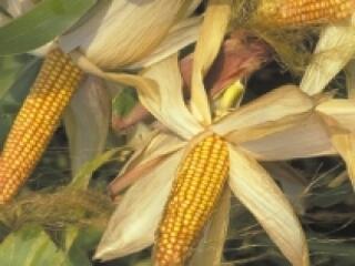 Nem szakmai döntés született?