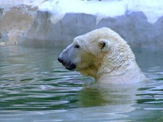 Kihalóban: huszonöt év mínusz a jegesmedvéknek