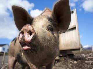 Súlyos higiéniai szabálytalanságok: 30 tonna sertéshúst zároltak
