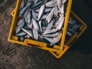 Kint a vízből: hogyan élték túl a járványt a halászattal foglalkozó hazai vállalkozások?