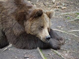 Visszahódítják a medvék a csernobili erdőket