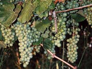 Ököllel ütötte az ellenőrnőt