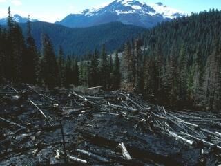 Percenként 24 hektár erdőt vágnak ki! 