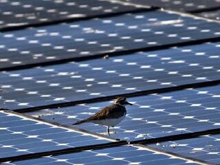 Évi tízmillió forintot spórolhat napelemekkel a Budapesti Gazdasági Egyetem