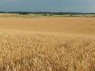 Orosz korlátozások - magyar lehetőségek?