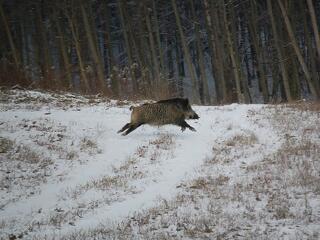 Elszabadult vadak a városban: ki fizet, ha jön a baj?