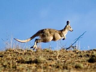 Kenguruhús mentheti meg a világot