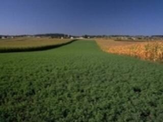 Fellélegezhetnek a fóliások