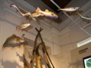 Ismerd meg a Duna halait!