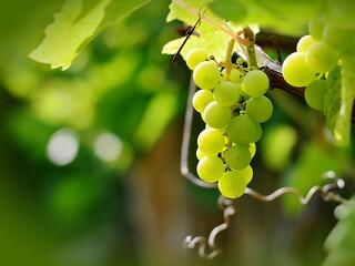 A Balatonnál a legdrágábbak a szőlők és a lakások