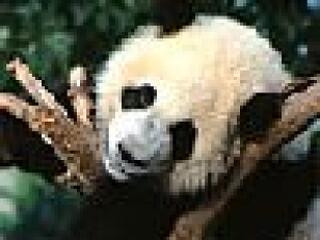 Lefokozással a környezetvédelemért