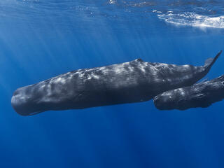 Újabb bálnák pusztultak el a szemetünkkel a gyomrukban