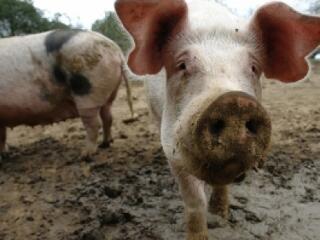 Jöhet a klónozott rántott hús?