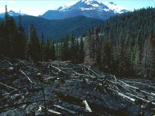 Az erdőirtás egyik legfőbb oka a szójatermesztés