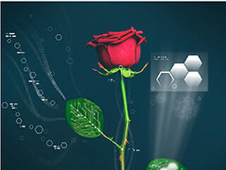 Jön a növényi alapú mobil és a világító rózsa