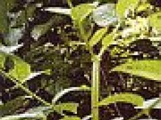 Macskakarommal a madárinfluenza ellen?