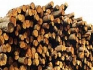 Biomassza: tüzifa állami támogatással