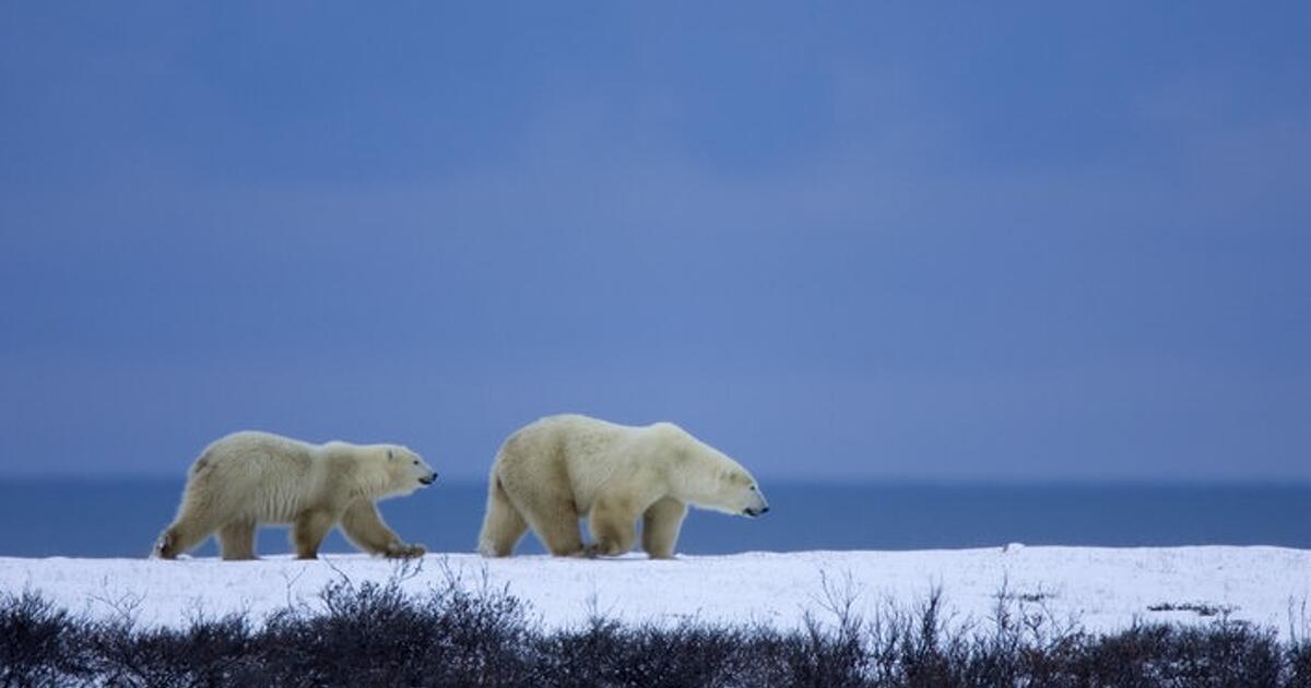 A legelvetemültebb migránsok