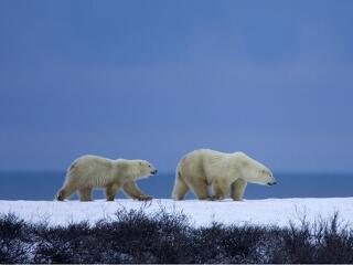 A legelvetemültebb migránsok