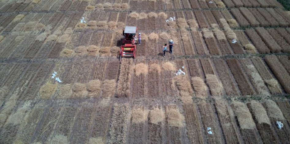 Szerbiai kísérleti gabonatábla Újvidék környékén
