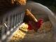 Simán bejöhet az EU-ba a szalmonellás ukrán csirkehús